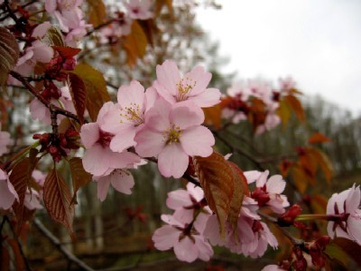 今日が満開の桜.jpg