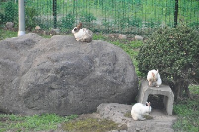 庭のウサギ.jpg