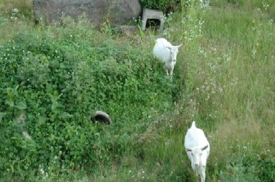 庭の芝生は山羊の放牧場.JPG