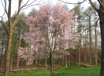 牧場の中の桜.jpg