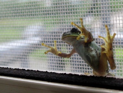 窓ガラスに蛙.jpg
