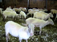 綿羊の毛刈り.jpg