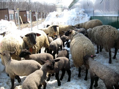 羊の散歩.jpg