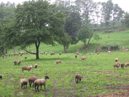 2010.0811羊の放牧風景IMG_2763.jpg