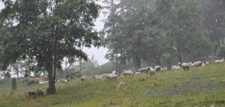 2011.0717雨の中の羊DSC_7342.jpg