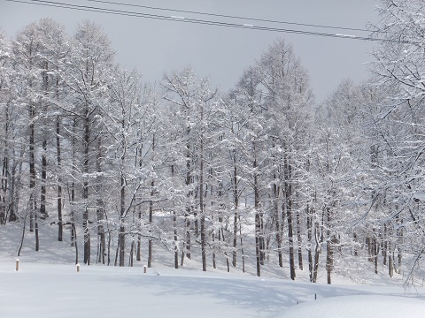 2013.0112雪景色カラマツ林DSCF0945.jpg