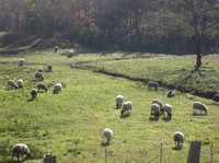 2010.1101草の無い放牧中の羊IMG_3392.jpg