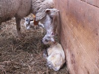 2010.1102羊今季初出産IMG_3424.jpg