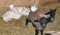 2011.0419ウサギとヤギと羊DSC_6044.jpg