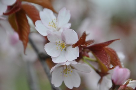 2011.0516桜の花っていとおしいDSC_6347.jpg