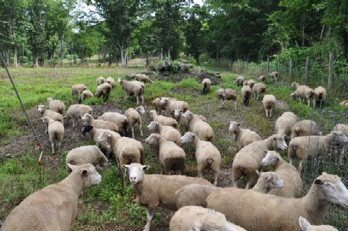 2011.0809デモに出かける羊DSC_8090.jpg