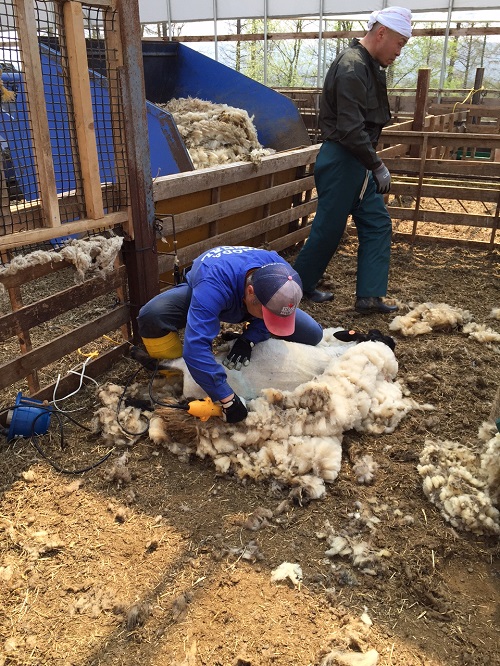 2015.0429羊の毛刈りIMG_0696