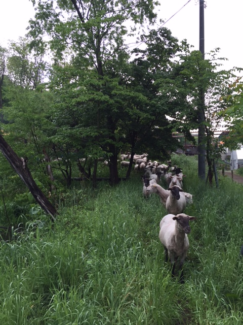 2016.0531羊の行進IMG_2604